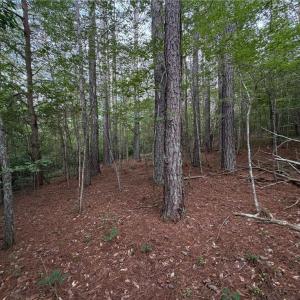 Photo #18 of 1215 Lucius Beasley, Westfield, NC 160.0 acres