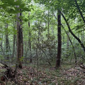 Photo #19 of 1215 Lucius Beasley, Westfield, NC 160.0 acres