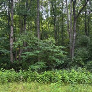 Photo #25 of 1215 Lucius Beasley, Westfield, NC 160.0 acres