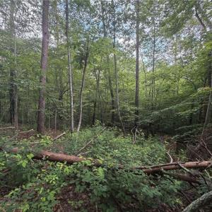 Photo #21 of 1215 Lucius Beasley, Westfield, NC 160.0 acres