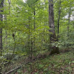 Photo #6 of Lynchburg, Westfield, NC 19.0 acres