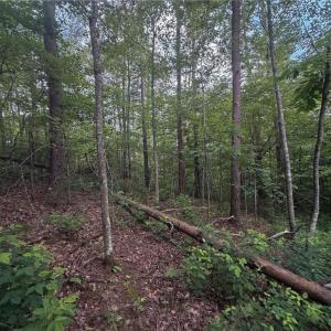 Photo #5 of Lynchburg, Westfield, NC 19.0 acres