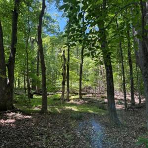 Photo #17 of Salem Church, Reidsville, NC 12.5 acres