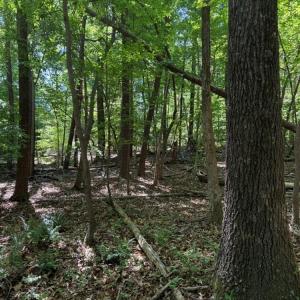 Photo #20 of Salem Church, Reidsville, NC 12.5 acres