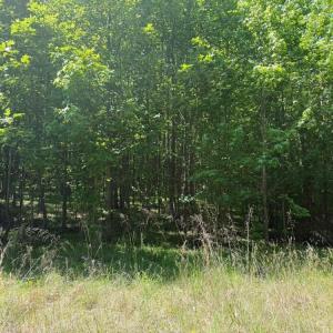 Photo #14 of Salem Church, Reidsville, NC 12.5 acres