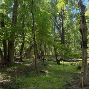 Photo #18 of Salem Church, Reidsville, NC 12.5 acres