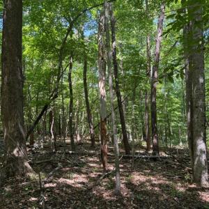 Photo #19 of Salem Church, Reidsville, NC 12.5 acres