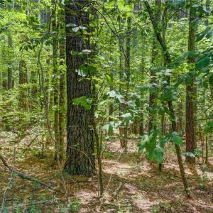 Photo #12 of Garrett, Stoneville, NC 84.9 acres