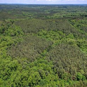 Photo #7 of Garrett, Stoneville, NC 84.9 acres