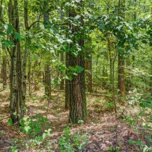 Photo #9 of Garrett, Stoneville, NC 84.9 acres