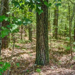 Photo #10 of Garrett, Stoneville, NC 84.9 acres