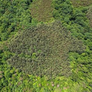 Photo #4 of Garrett, Stoneville, NC 84.9 acres
