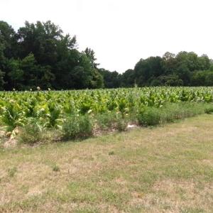 Photo #2 of 1706 Mount Hope Church, McLeansville, NC 13.9 acres