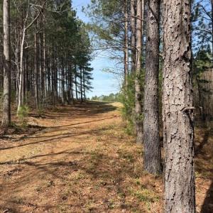 Photo #23 of 508 New Lebanon Church, Reidsville, NC 47.7 acres