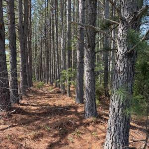 Photo #20 of 508 New Lebanon Church, Reidsville, NC 47.7 acres