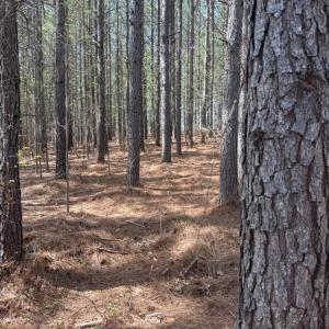Photo #24 of 508 New Lebanon Church, Reidsville, NC 47.7 acres