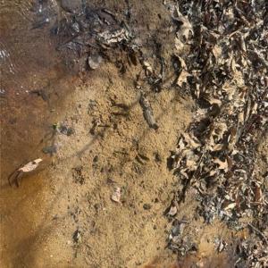 Photo #34 of 508 New Lebanon Church, Reidsville, NC 47.7 acres