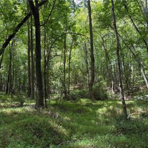 Photo #21 of 6725 US Highway 158, Stokesdale, NC 12.5 acres