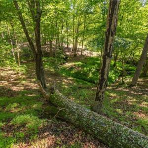 Photo #17 of 7289 Plunkett, Stokesdale, NC 4.9 acres