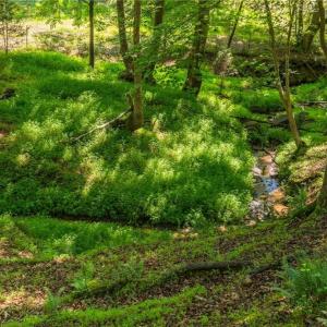 Photo #20 of 7289 Plunkett, Stokesdale, NC 4.9 acres