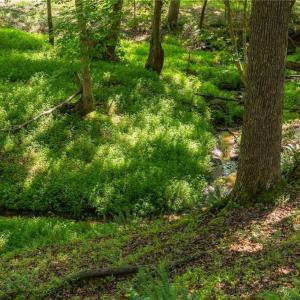 Stream