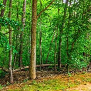 Homesite #40