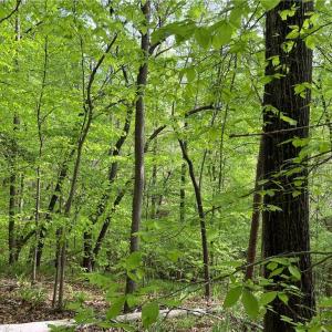 Photo #3 of Sheets, Germanton, NC 26.8 acres
