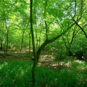 Photo #23 of Todd, Advance, NC 22.5 acres