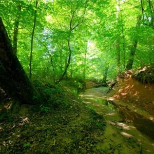 Photo #27 of Todd, Advance, NC 22.5 acres