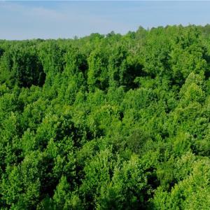 Photo #36 of Todd, Advance, NC 22.5 acres