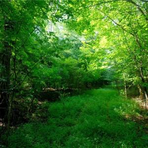 Photo #32 of Todd, Advance, NC 22.5 acres