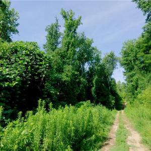 Photo #20 of Todd, Advance, NC 22.5 acres