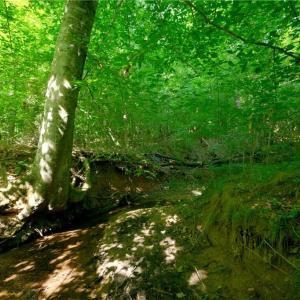 Photo #24 of Todd, Advance, NC 22.5 acres