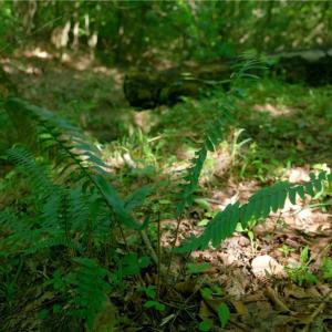 Photo #30 of Todd, Advance, NC 22.5 acres