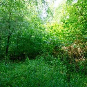 Photo #33 of Todd, Advance, NC 22.5 acres