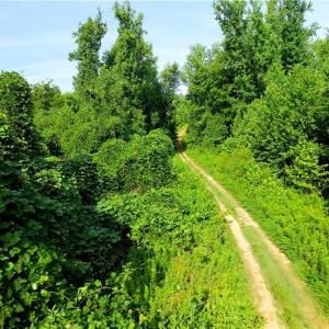 Photo #14 of Todd, Advance, NC 22.5 acres