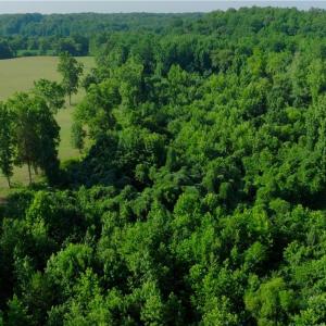 Photo #18 of Todd, Advance, NC 22.5 acres