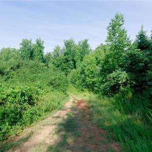 Photo #19 of Todd, Advance, NC 22.5 acres