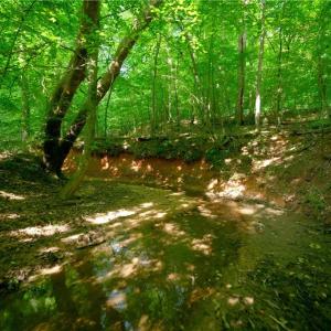 Photo #31 of Todd, Advance, NC 22.5 acres
