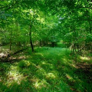 Photo #39 of Todd, Advance, NC 22.5 acres