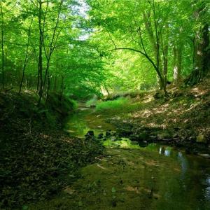 Photo #29 of Todd, Advance, NC 22.5 acres