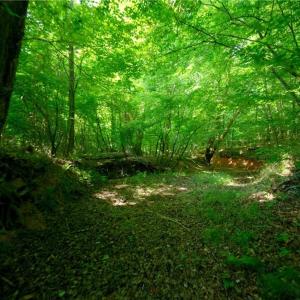 Photo #25 of Todd, Advance, NC 22.5 acres