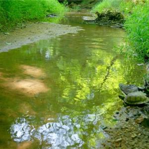 Photo #21 of Todd, Advance, NC 22.5 acres