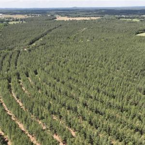 Planted Pine approaching maturity