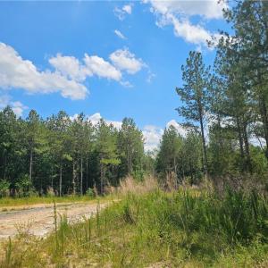 Interior Road through Pines