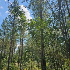 Planted Loblolly Pine