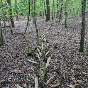 Hardwood & Wildlife Habitat in Stream Bottoms