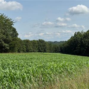 Photo #16 of Edwards Farm, King, NC 22.0 acres