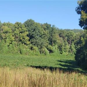 Photo #5 of Reid, King, NC 36.0 acres