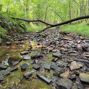 Photo #2 of Jennifer, Reidsville, NC 31.8 acres